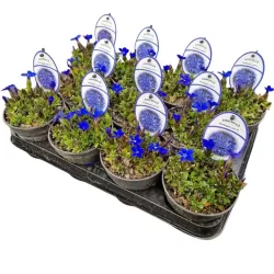 Gentiana verna angulosa BLUE GENTLEMEN