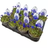 Pavasarinis gencijonas - Gentiana verna angulosa BLUE GENTLEMEN