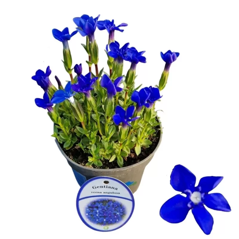 Pavasarinis gencijonas - Gentiana verna angulosa BLUE GENTLEMEN