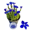 Pavasarinis gencijonas - Gentiana verna angulosa BLUE GENTLEMEN