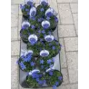 Gentiana verna angulosa BLUE GENTLEMEN