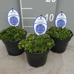 Gentiana verna angulosa BLUE GENTLEMEN