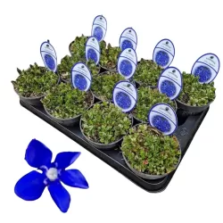Gentiana verna angulosa BLUE GENTLEMEN