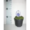 Gentiana verna angulosa BLUE GENTLEMEN