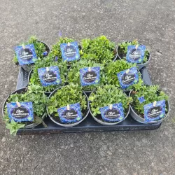 Pavasarinis gencijonas - Gentiana verna angulosa BLUE GENTLEMEN