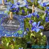 Pavasarinis gencijonas - Gentiana verna angulosa BLUE GENTLEMEN