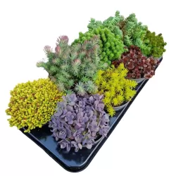 Kiliminių šilokų asorti - Sedum mix SUNLOVERS