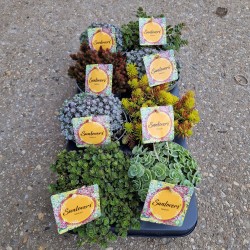 Sedum mix SUNLOVERS