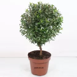 Mirta - Myrtus communis