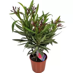 Nerium oleander RED