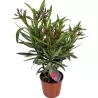 Puošnusis oleandras (raudonžiedis) - Nerium oleander RED