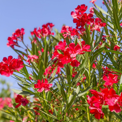 Puošnusis oleandras (raudonžiedis) - Nerium oleander RED
