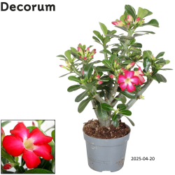 Tinūtras (dykumos rožė) - Adenium obesum ANOUK