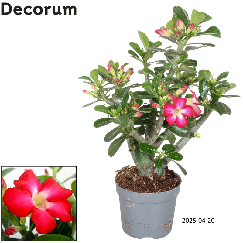 Tinūtras (dykumos rožė) - Adenium obesum ANOUK