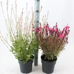 Gaura - Gaura GAMBIT ROSE
