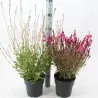 Gaura - Gaura GAMBIT ROSE