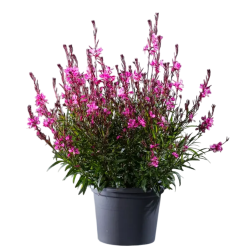 Gaura GAMBIT ROSE