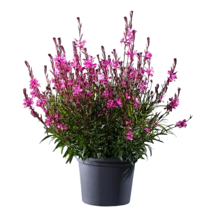 Gaura - Gaura GAMBIT ROSE