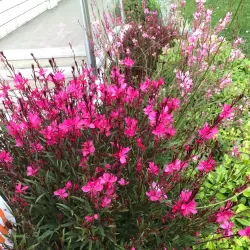 Gaura GAMBIT ROSE
