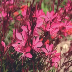 Gaura GAMBIT ROSE