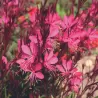Gaura - Gaura GAMBIT ROSE