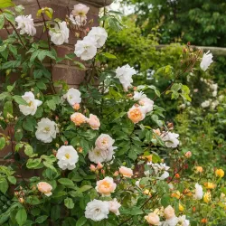 Rožių sodinukai internetu  -  Constance Spry (Ausfirst)