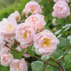 Rožių sodinukai internetu  -  Constance Spry (Ausfirst)