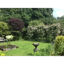 Rožių sodinukai internetu  -  Constance Spry (Ausfirst)