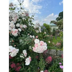 Rožių sodinukai internetu  -  Constance Spry (Ausfirst)