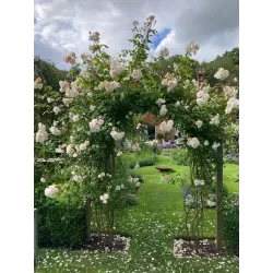 Rožių sodinukai internetu  -  Constance Spry (Ausfirst)