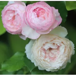 Rosa The Mill on the Floss