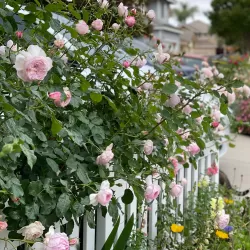 Rosa The Mill on the Floss