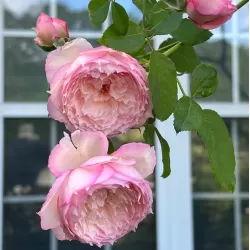 Rosa The Mill on the Floss