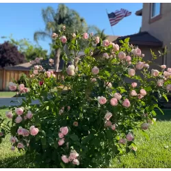 Rosa The Mill on the Floss