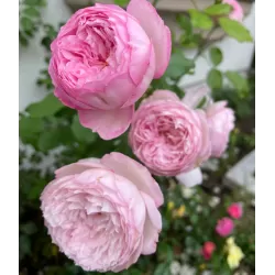 Rosa The Mill on the Floss