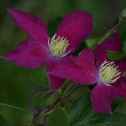 Plačiažiedė raganė - Clematis patens SO MANY RED FLWOERS
