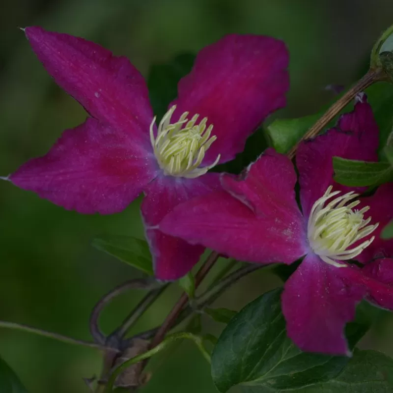 Plačiažiedė raganė - Clematis patens SO MANY RED FLWOERS