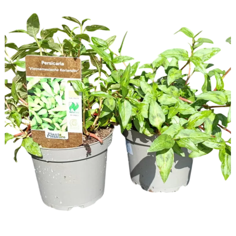 Kvapusis rūgtis (Vietnamo kalendra) - Persicaria odorata VIETNAMIESISCHE CORIANDER
