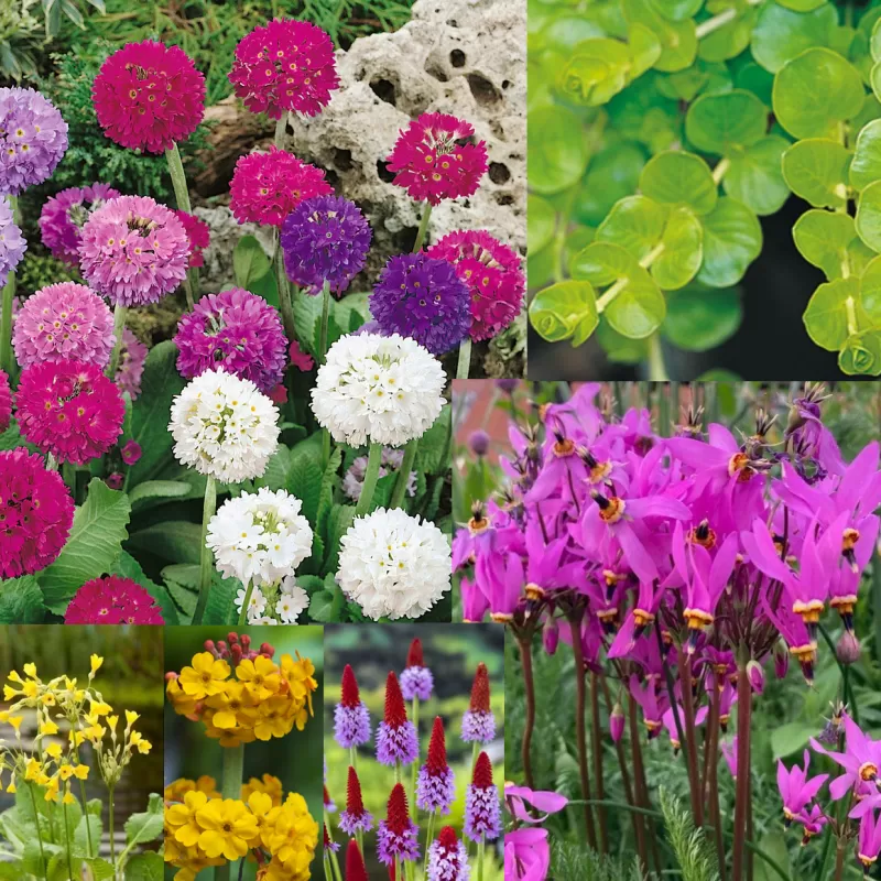 Primula mix