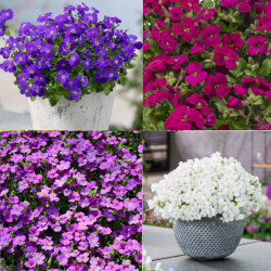 Aubrieta mix