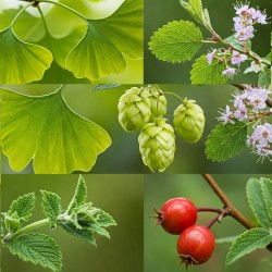 Medicinal plants