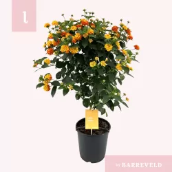 Lantana - Lantana camara SIMON ORANGE