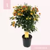Lantana - Lantana camara SIMON ORANGE
