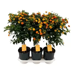 Lantana - Lantana camara SIMON ORANGE