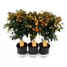 Lantana - Lantana camara SIMON ORANGE