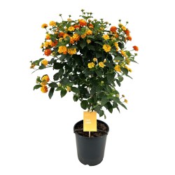Lantana - Lantana camara SIMON ORANGE