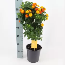 Lantana - Lantana camara SIMON ORANGE
