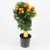 Lantana - Lantana camara SIMON ORANGE