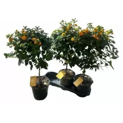 Lantana - Lantana camara SIMON ORANGE