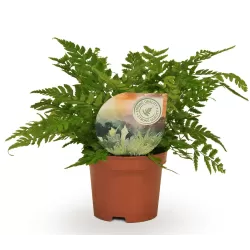 Hoogeveen augintojo vijokliniai ir kiti augalai internetu